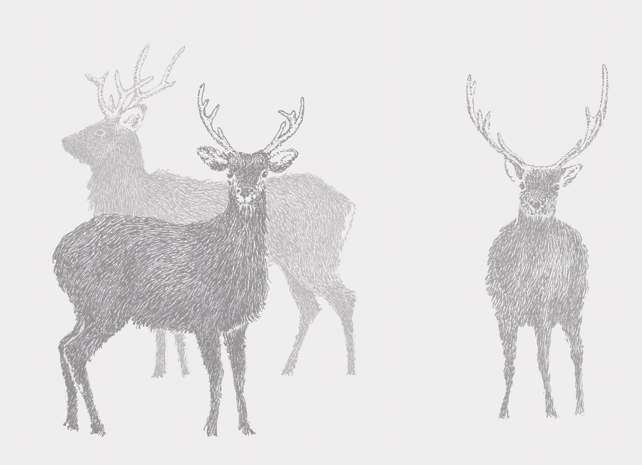 Sika Geyiği, 2017 by Sarah Hough
