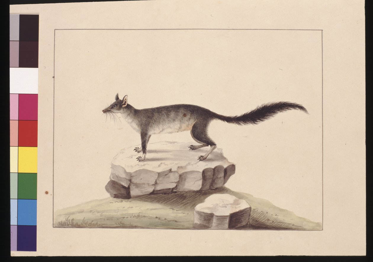 Sayfa 10. Tapoa Tafa. Şimdi Fırça Kuyruklu Phascogale olarak bilinir, c.1789-90 (suluboya) by Sarah Stone