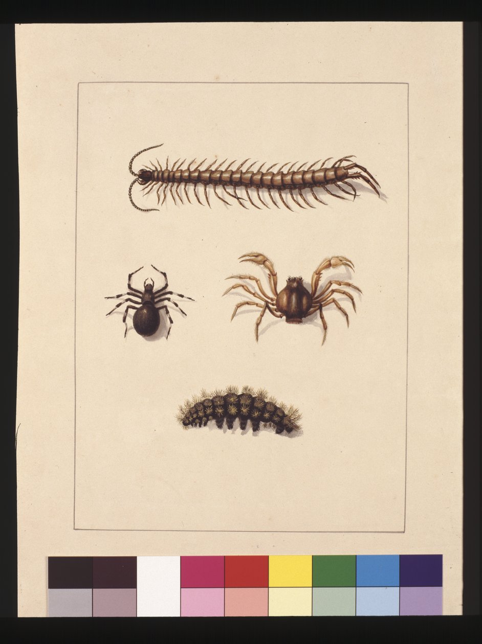 Sayfa 11. Yeni Güney Galler Böcekleri. Şimdi Ortak kırkayak olarak bilinir, Örümcek cinsi Isopeda, Asker Yengeç, Tırtıl, c.1789-90 (suluboya) by Sarah Stone