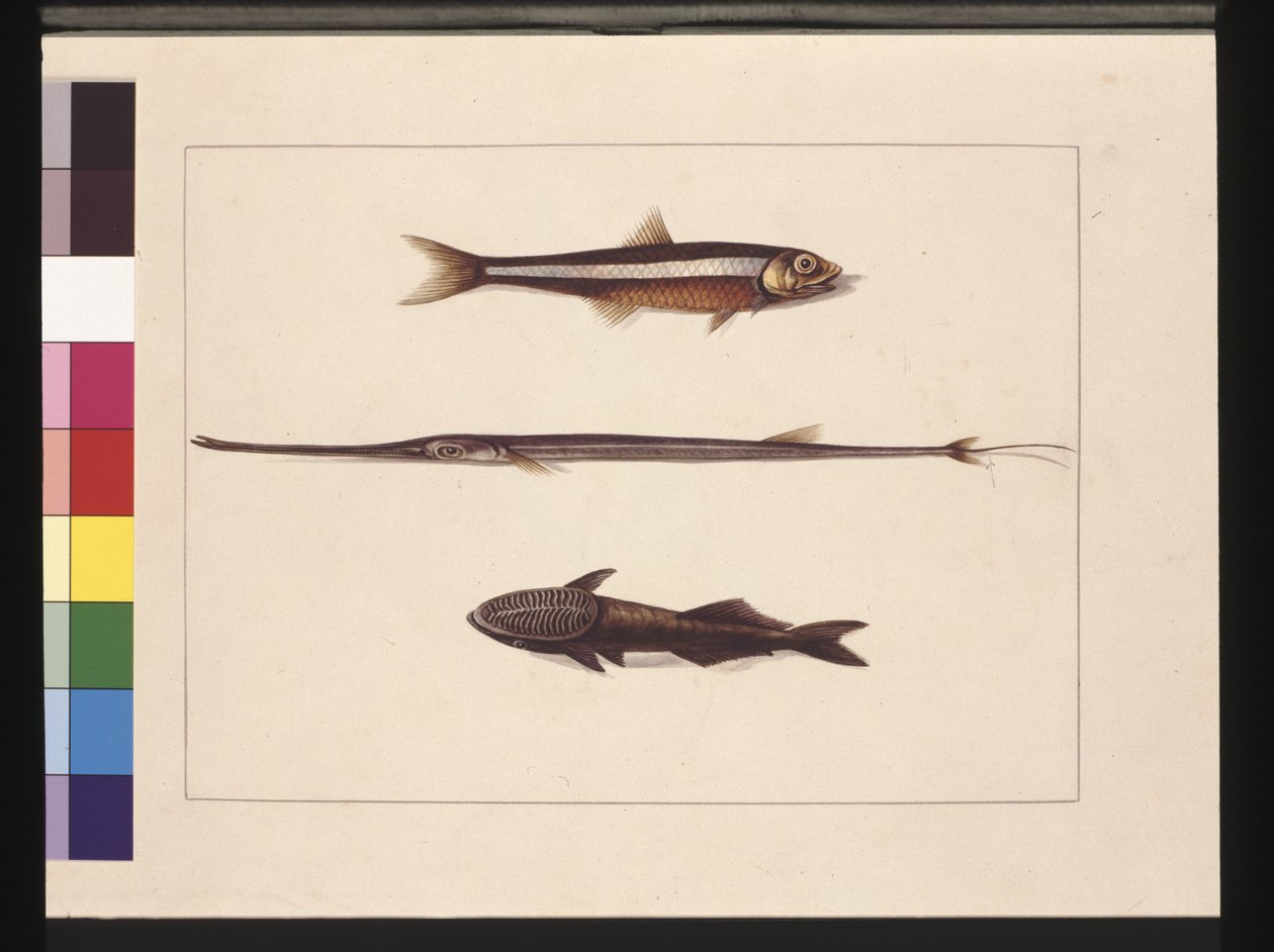 Sayfa 13. Catherine, Tütün, Pipo Balığı, Remora Balığı. Şimdi Hamsi, Flüt Ağız ve Emici balık olarak bilinir, c.1789-90 (suluboya) by Sarah Stone