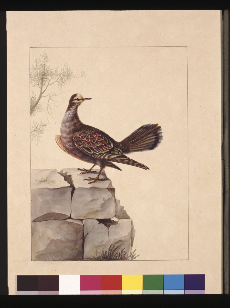 Sayfa 15. Altın Kanatlı Güvercin. Şimdi Orman Bronzlaştırıcı Güvercin olarak bilinir, c.1789-90 (suluboya) by Sarah Stone