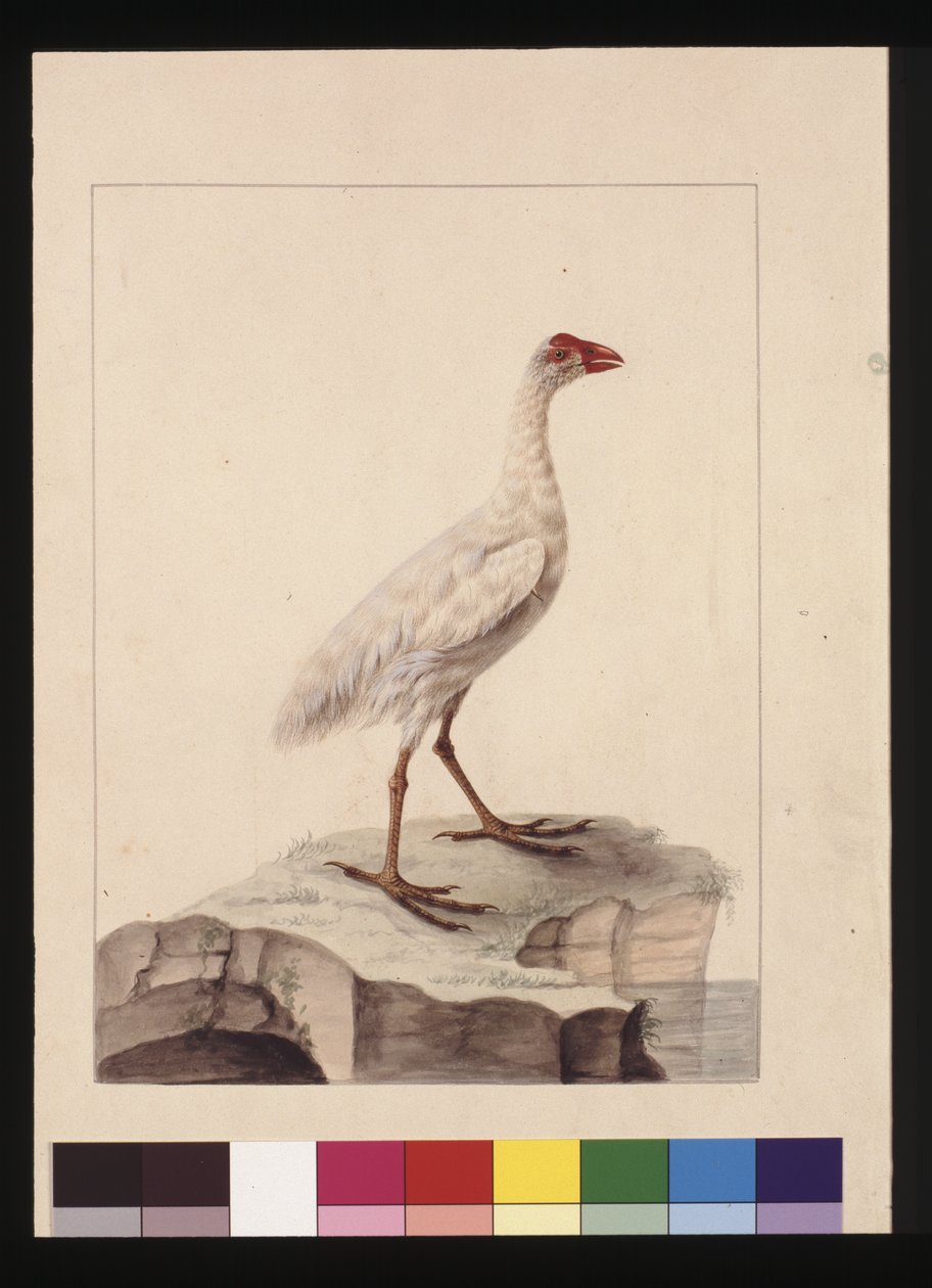 Sayfa 16. Beyaz Fulica. Şimdi Beyaz Gallinule (sönmüş) olarak bilinir, c.1789-90 (suluboya) by Sarah Stone