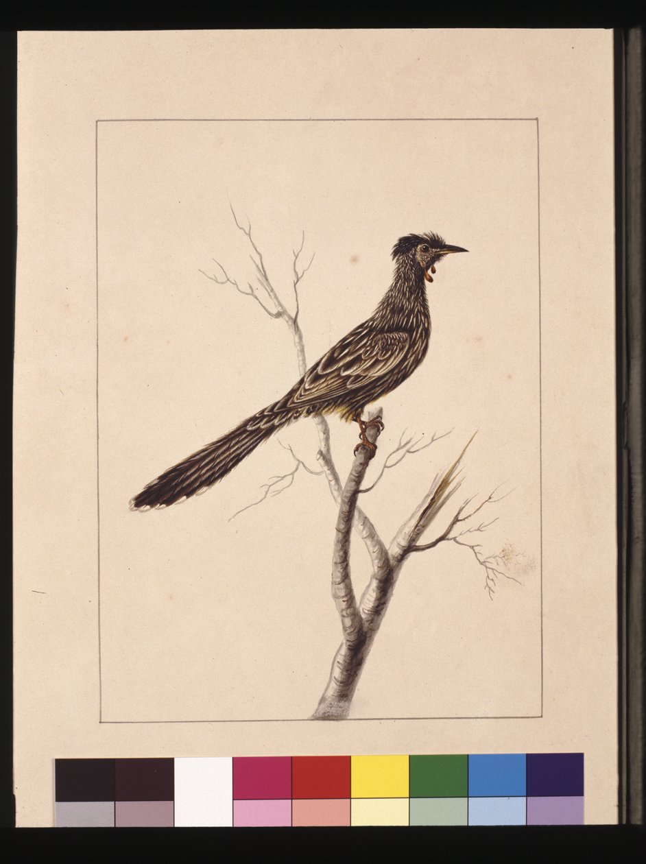 Sayfa 17. Wattled Arı Yiyen. Şimdi Red Wattle olarak bilinen kuş, c.1789-90 (suluboya) by Sarah Stone