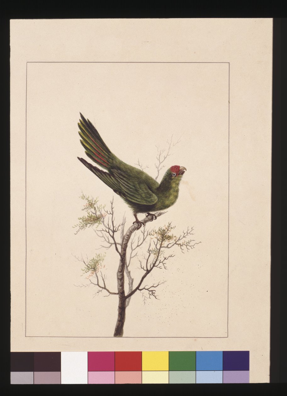 Sayfa 18. Küçük Paraquet. Şimdi Küçük Lorikeet olarak biliniyor, c.1789-90 (suluboya) by Sarah Stone