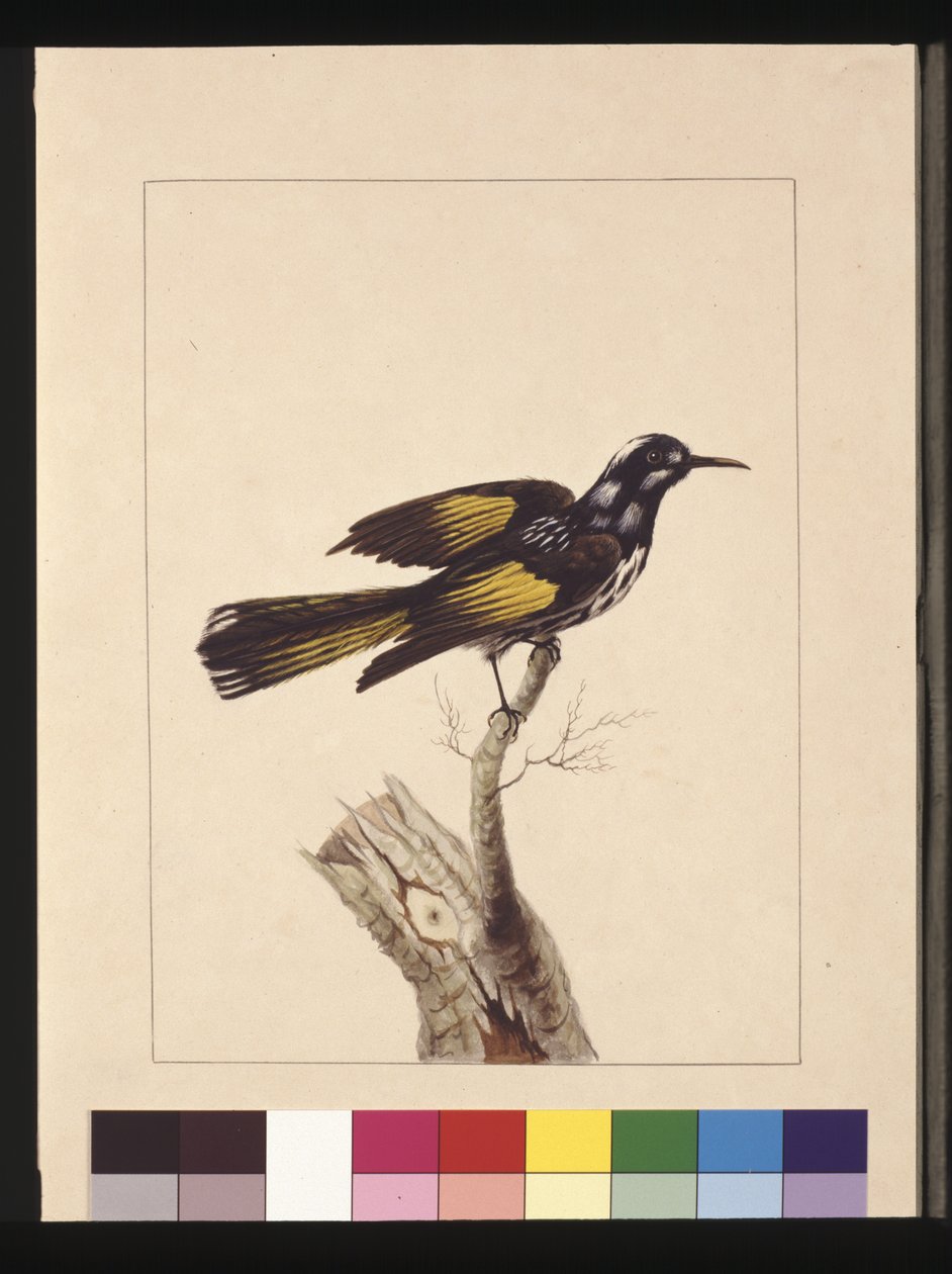 Sayfa 19. New Holland Creeper. Şimdi New Holland bal kuşu olarak biliniyor, c.1789-90 (suluboya) by Sarah Stone