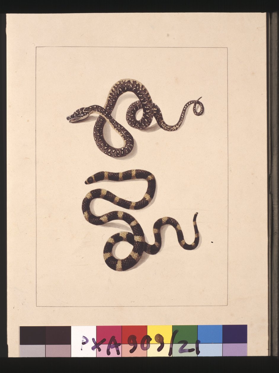 Sayfa 21. Yılanlar No. 1 ve No.2. Şimdi Genç elmas yılan ve Bandy bandy olarak bilinir, c.1789-90 (suluboya) by Sarah Stone