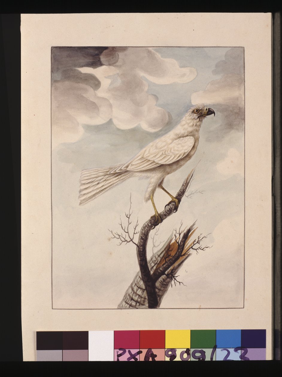 Sayfa 23. Beyaz Şahin. Şimdi Gri Çakır olarak bilinir, c.1789-90 (suluboya) by Sarah Stone