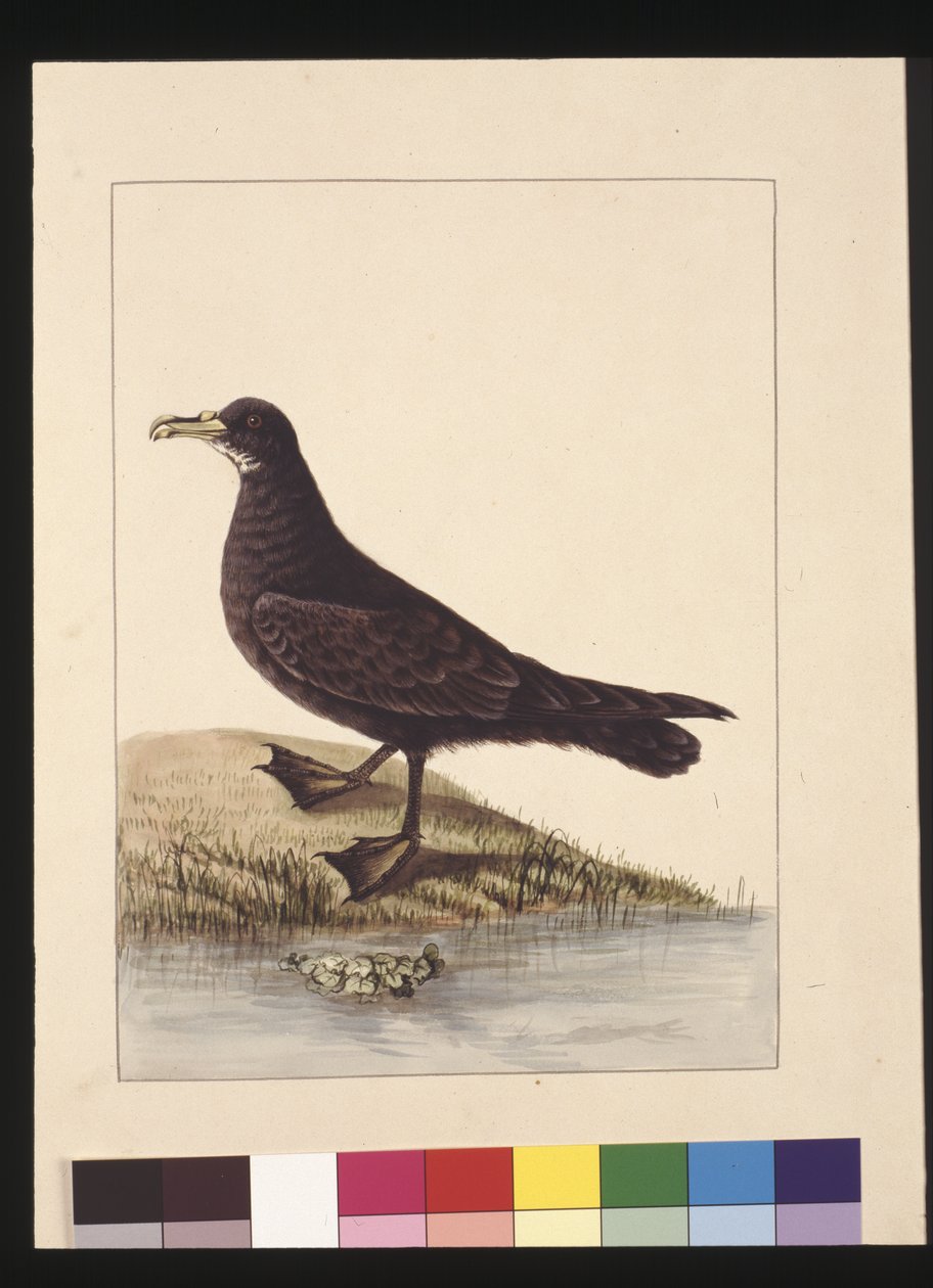 Sayfa 24. Fuliginous Peteril. Şimdi Beyaz Çeneli Petrel olarak bilinir, c.1789-90 (suluboya) by Sarah Stone