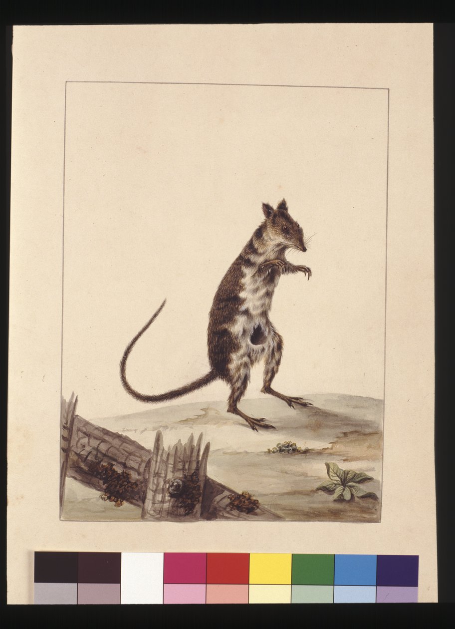 Sayfa 27. Poto Roo veya Kanguru Sıçan. Şimdi Kızıl Sıçan olarak biliniyor, kanguru, c.1789-90 (suluboya) by Sarah Stone