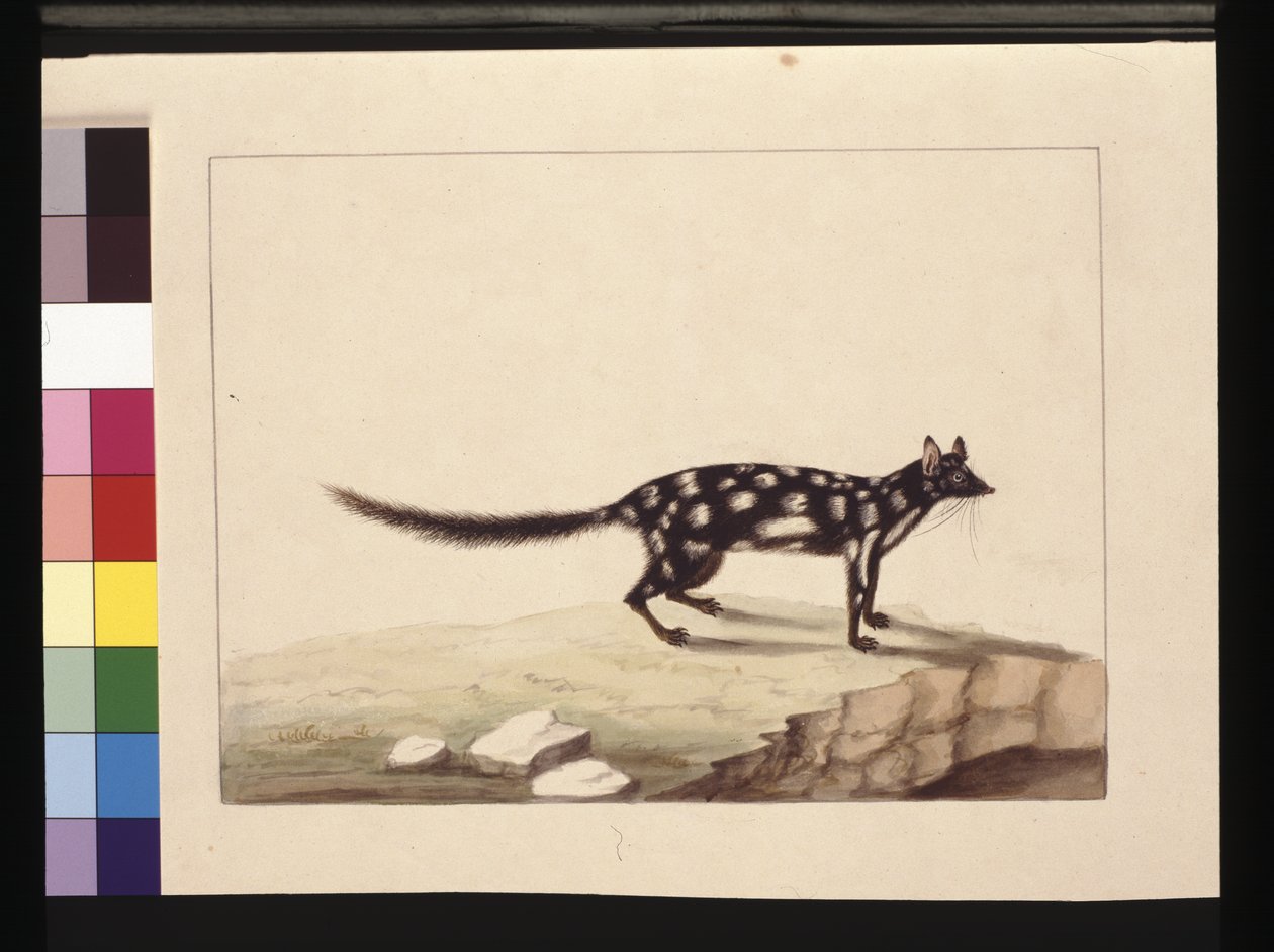 Sayfa 28. Bir Tapoa Tafası. Şimdi bir Dasyurus quoll olarak bilinir. Charles Catton Junr