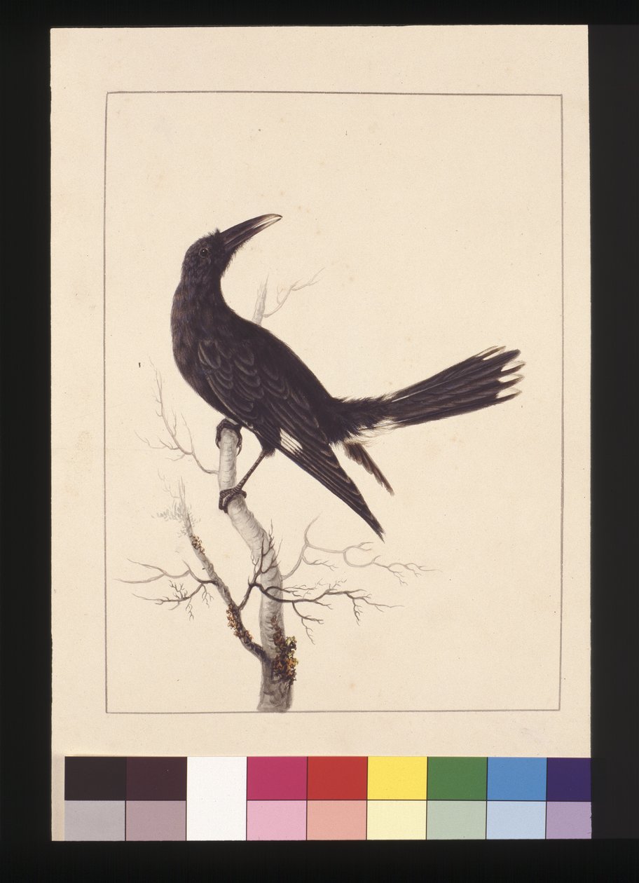 Sayfa 30. Beyaz, Bacalı Karga. Şimdi Pied Currawong olarak bilinir, c.1789-90 (suluboya) by Sarah Stone