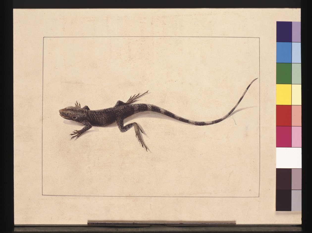 Sayfa 31. Mürted Kertenkele. Şimdi bir Ağaç Ejderhası olarak bilinir, c.1789-90 (suluboya) by Sarah Stone