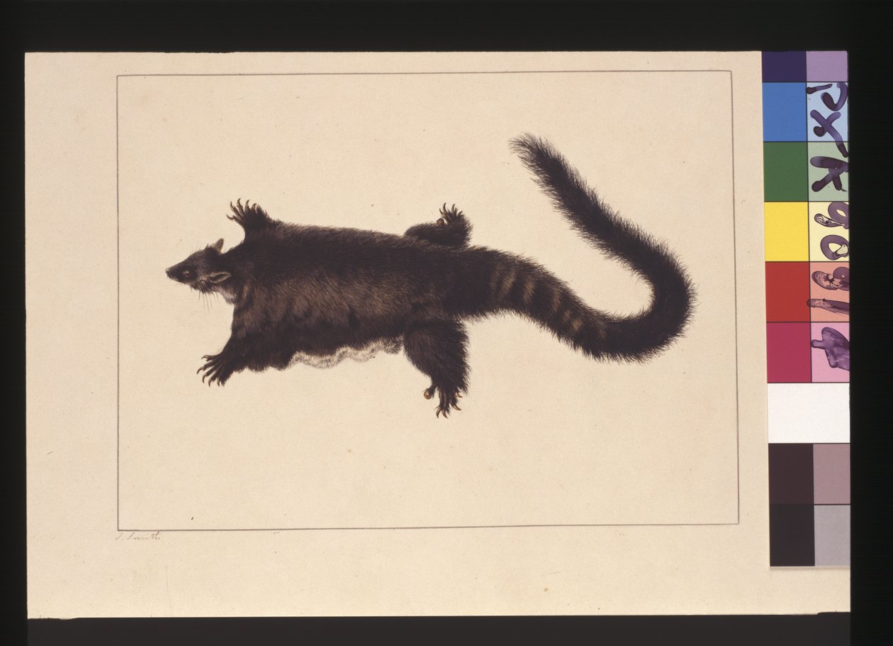 Sayfa 4. Hepoona Roo: İmzalı ll dış çerçeve çizgisi S. Smith. Artık Greater planör sıçanı olarak bilinir, c.1789-90 (suluboya) by Sarah Stone
