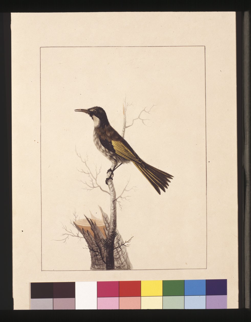 Sayfa 5. New Holland Creeper. Şimdi Beyaz yanaklı bal yiyici olarak bilinir, c.1789-90 (suluboya) by Sarah Stone
