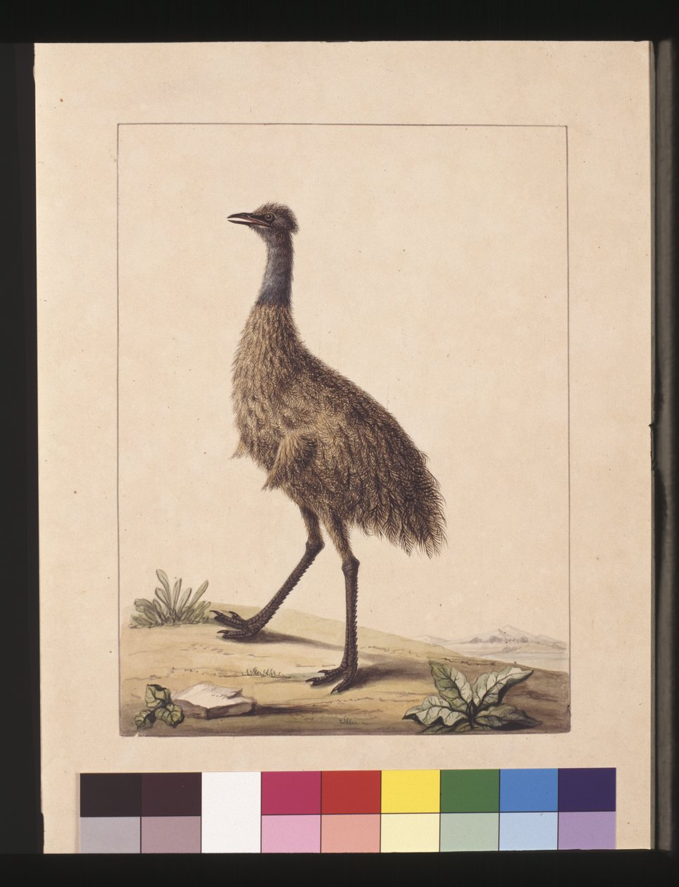 Sayfa 7. New Holland Cassowary. Şimdi bir Emu olarak bilinir, c.1789-90 (suluboya) by Sarah Stone