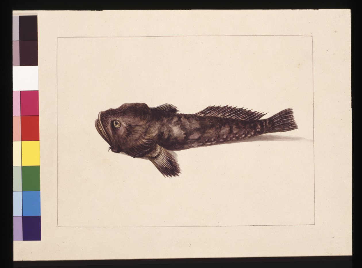 Sayfa 8. Şüpheli Lophius. Şimdi Kurbağa Balığı olarak biliniyor, c.1789-90 (suluboya) by Sarah Stone