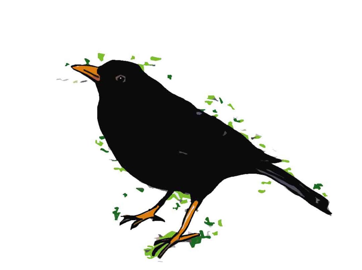 Blackbird,2018,(dijital çizim) by Sarah Thompson Engels