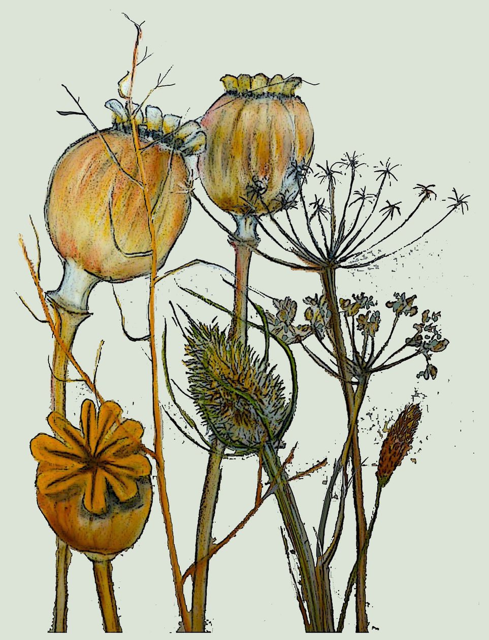 Kurutulmuş tohum kafaları,2019 (mürekkep monoprint) by Sarah Thompson Engels