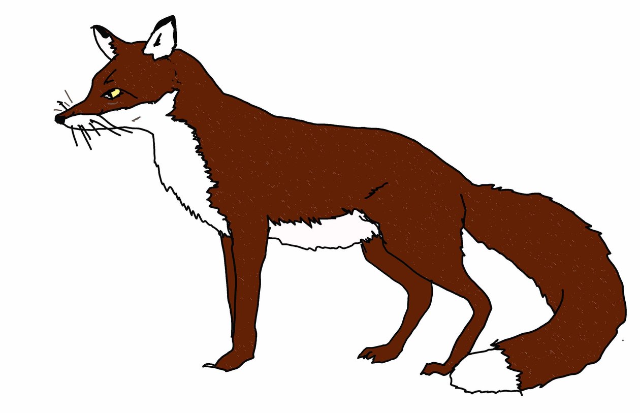 Fox,2018,(dijital çizim) by Sarah Thompson Engels