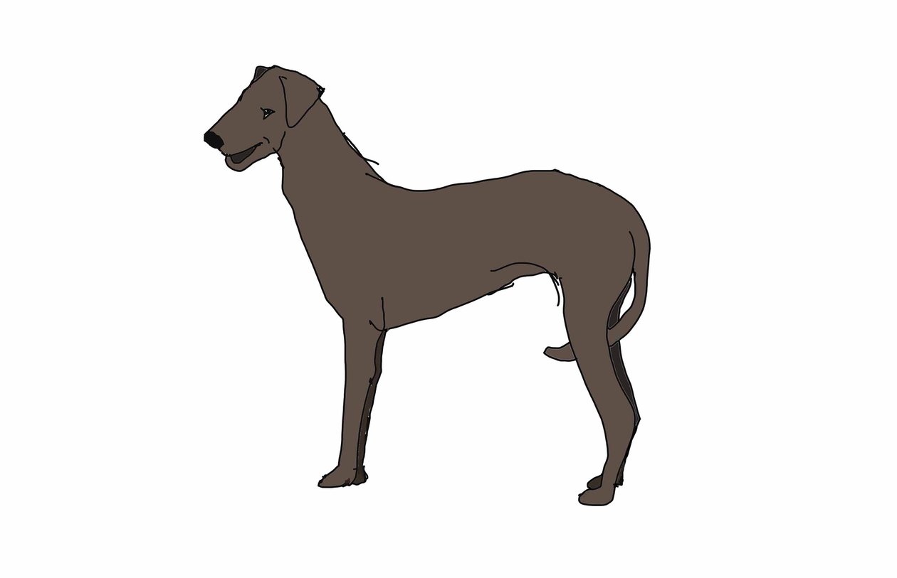 Hound,2018,(dijital çizim) by Sarah Thompson Engels