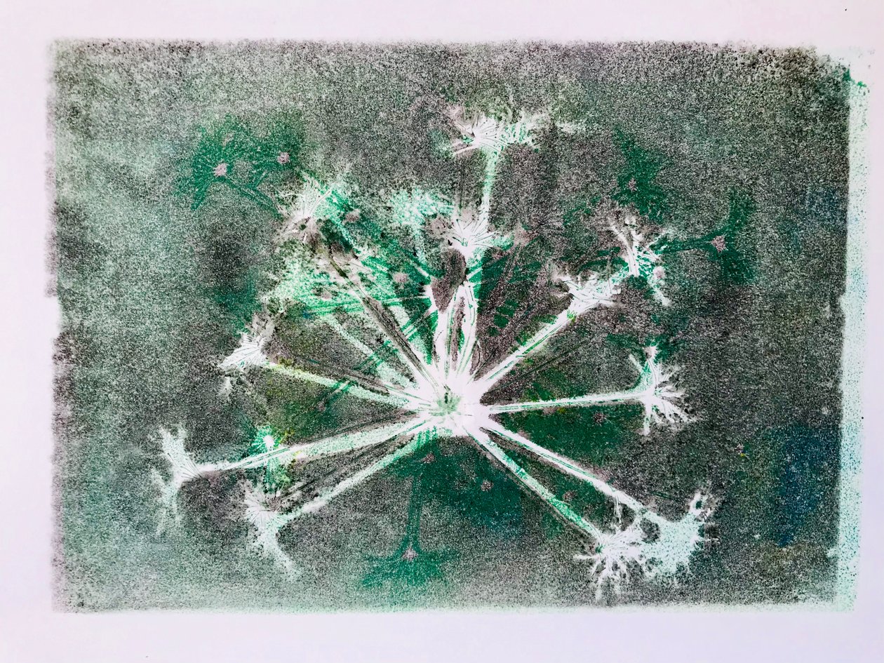 Seedhead I,2020,(tek baskı) by Sarah Thompson Engels