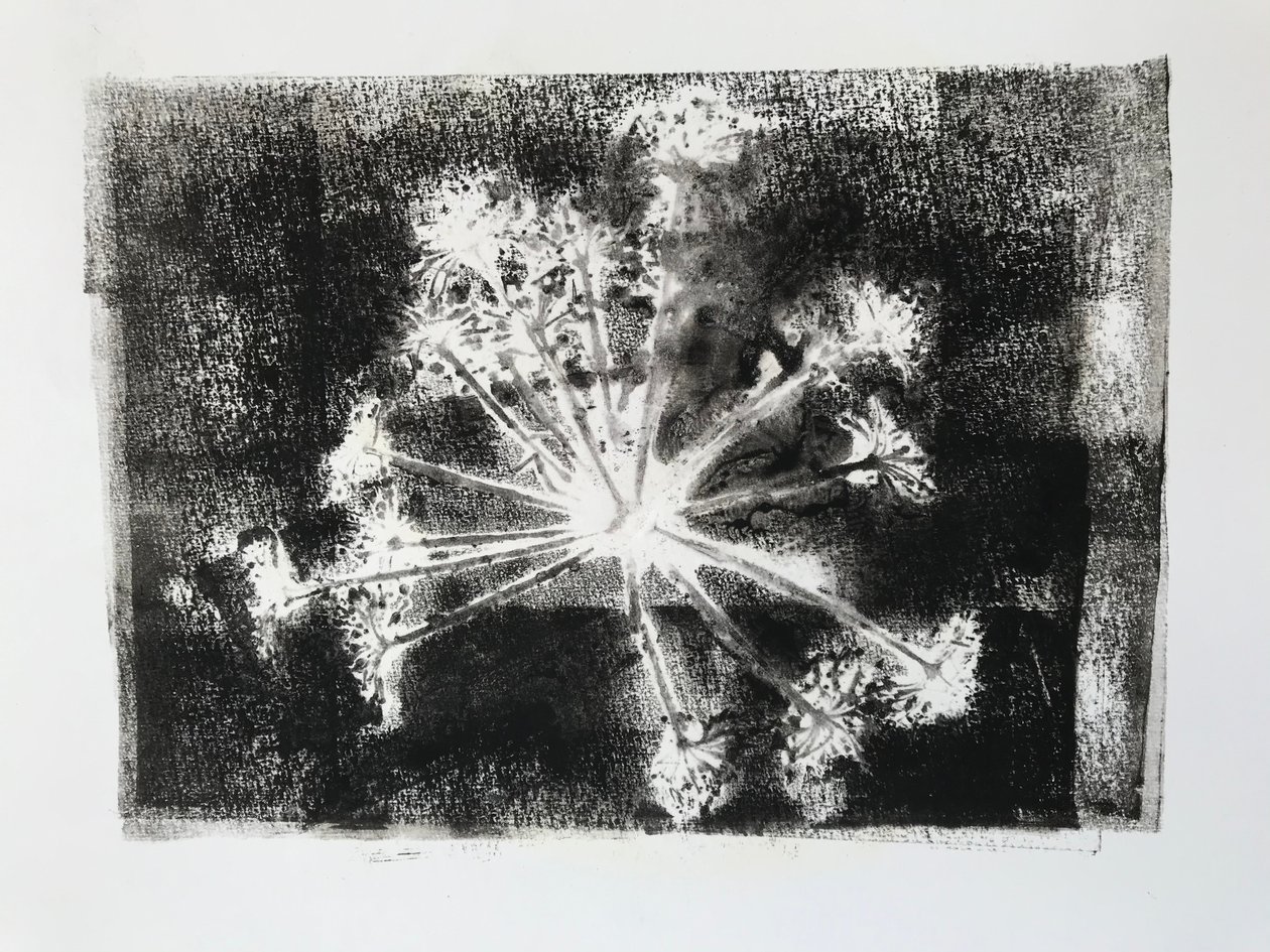 Seedhead II,2020,(tek baskı) by Sarah Thompson Engels
