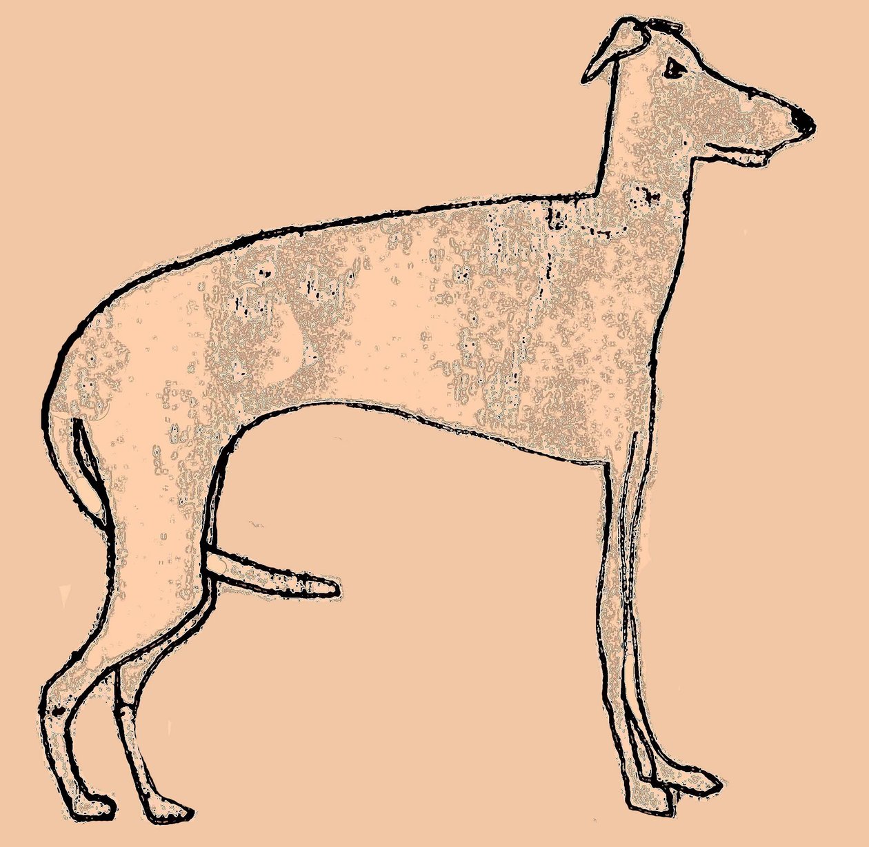 sıska köpek by Sarah Thompson Engels