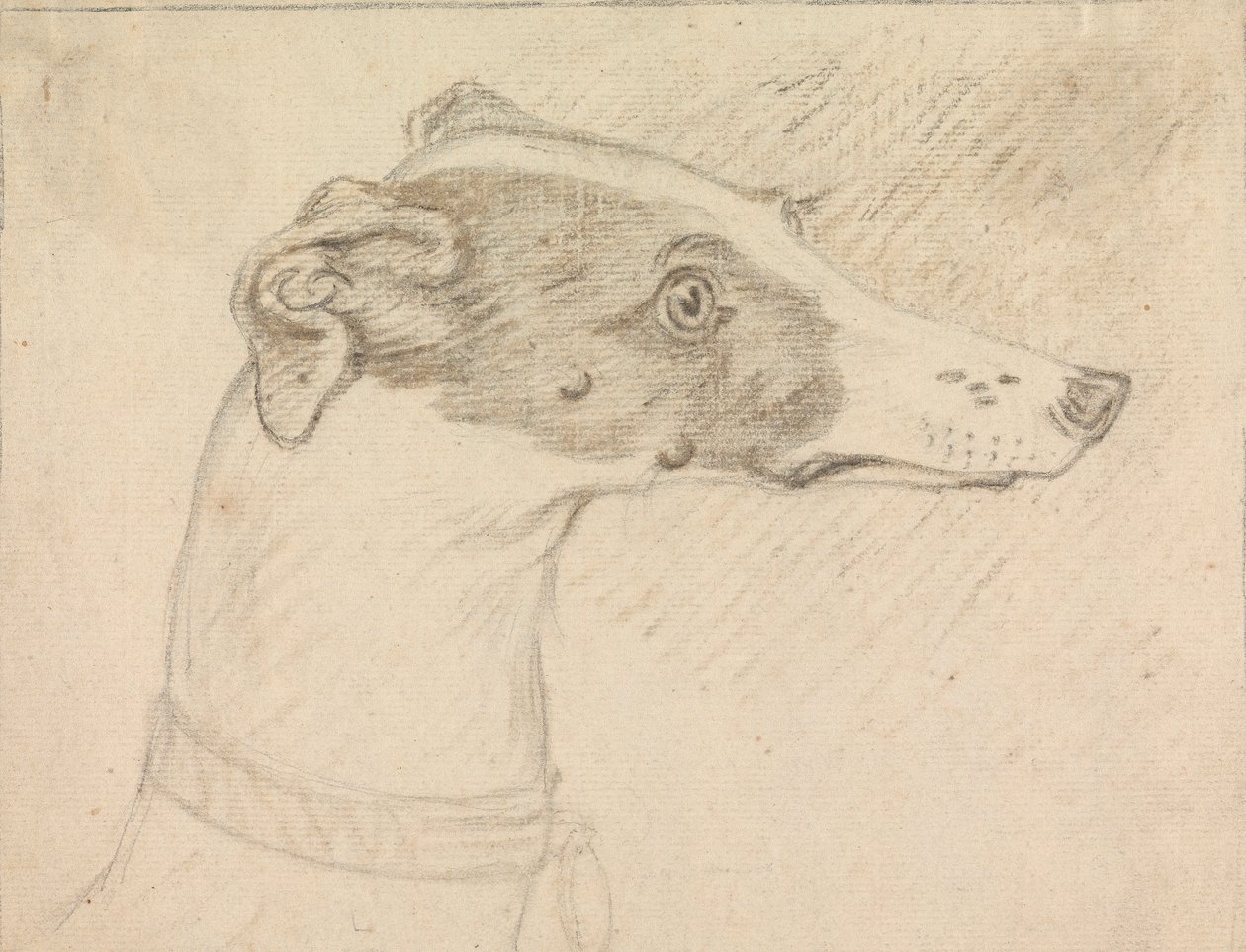 Greyhound'un Baş Portresi by Sawrey Gilpin