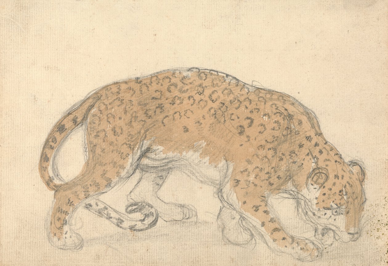 Bir leoparın incelenmesi by Sawrey Gilpin