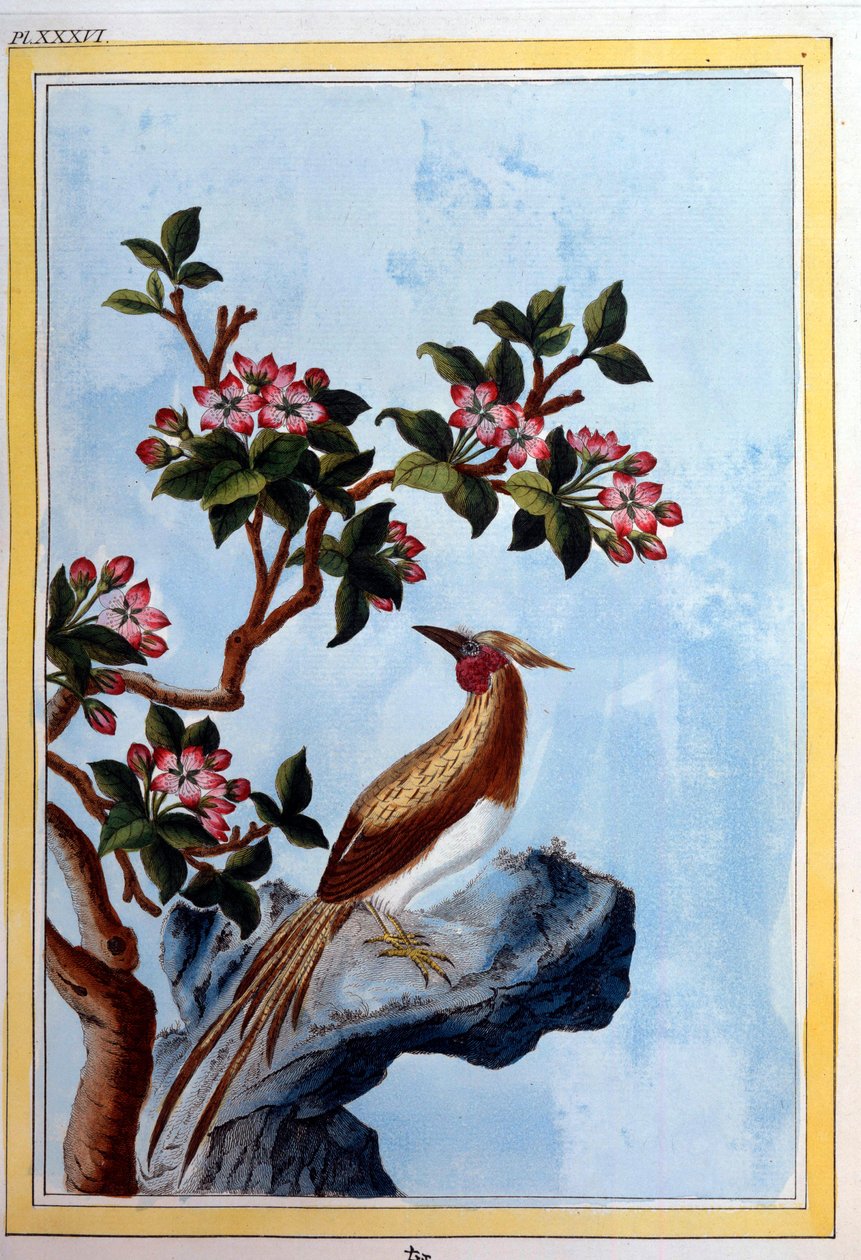 Çin sanatı: çiçekler ve kuşlar. 18. yüzyıl Dijon gravürü, belediye kütüphanesi by School Chinese