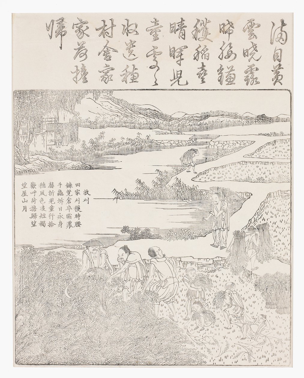 pirinç hasadı by School Chinese
