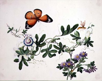 Tutku Çiçeği ve Kelebek (kağıt üzerine suluboya) by School Chinese