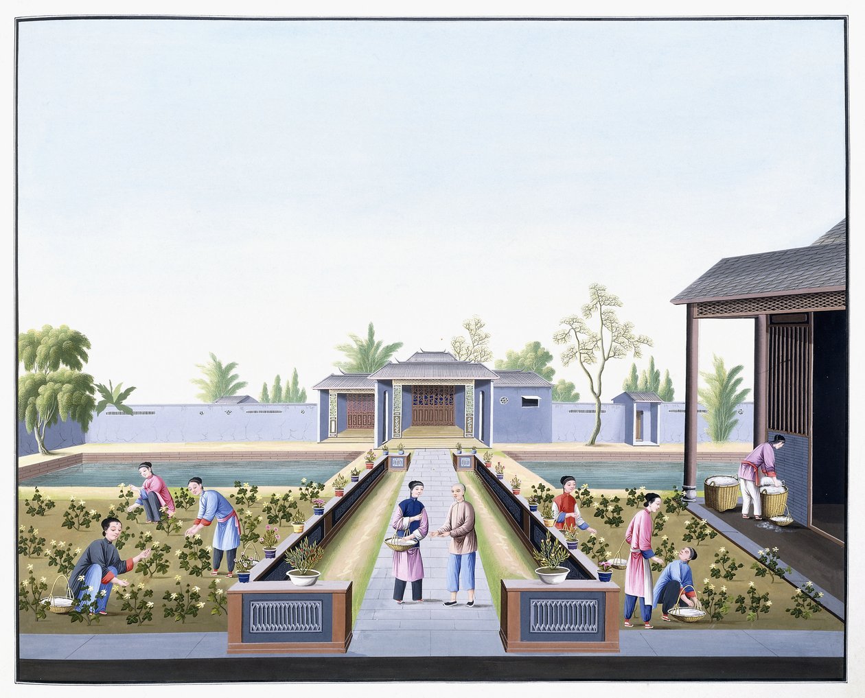 Pamuğu Toplama, c.1800 (ağır doğal kağıt üzerine guaj çizimleri) by School Chinese