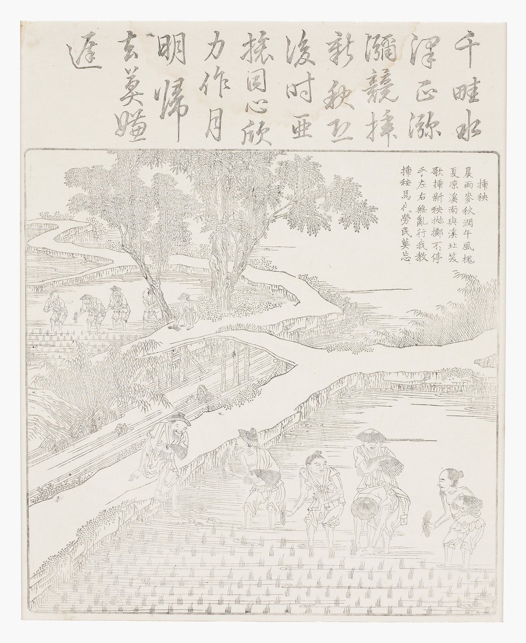 Pirinç ekimi by School Chinese