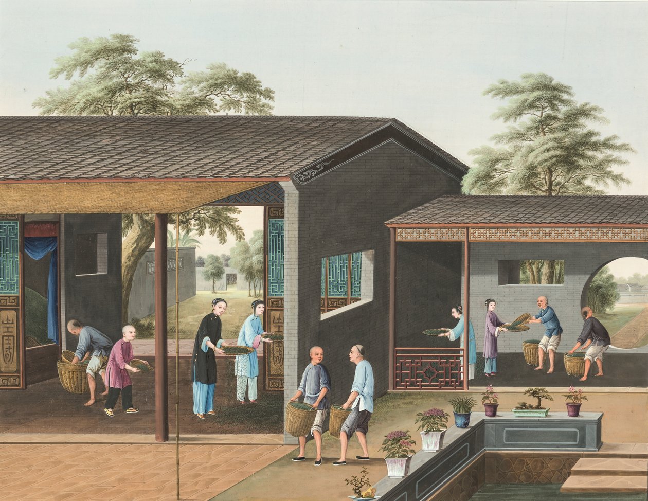 Çay üretimi, 1820 civarı (kâğıt üzerine serilmiş ipek üzerine beden rengi ve altın boya) by School Chinese