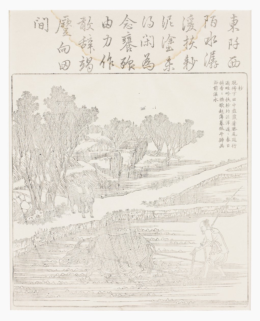 Kuru havalarda çeltik ekimi by School Chinese