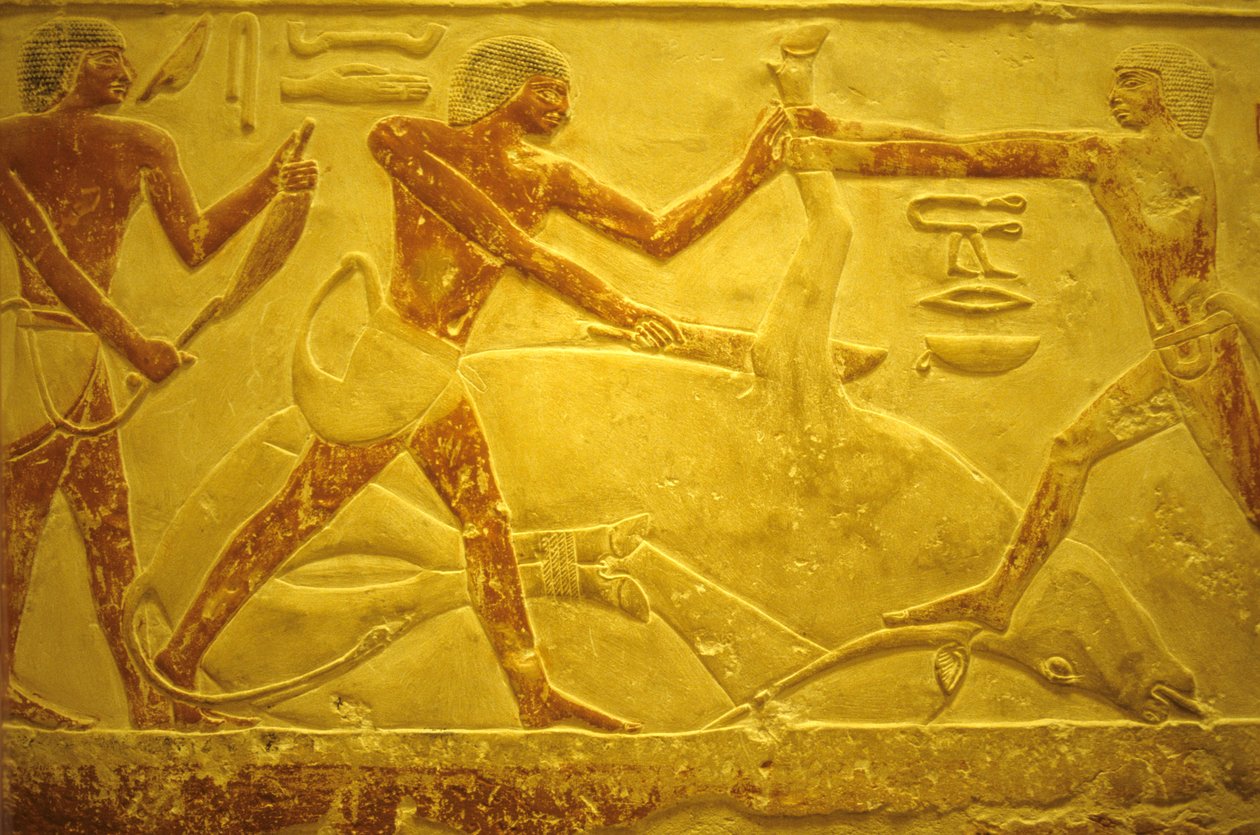 Antik Mısır, Duvar oyma/resim, Mastaba/Idout Mezarı, Saqqara, MÖ 2323-2150, Kurban edilmek üzere kesilen boğa (fotoğraf) by School Egyptian