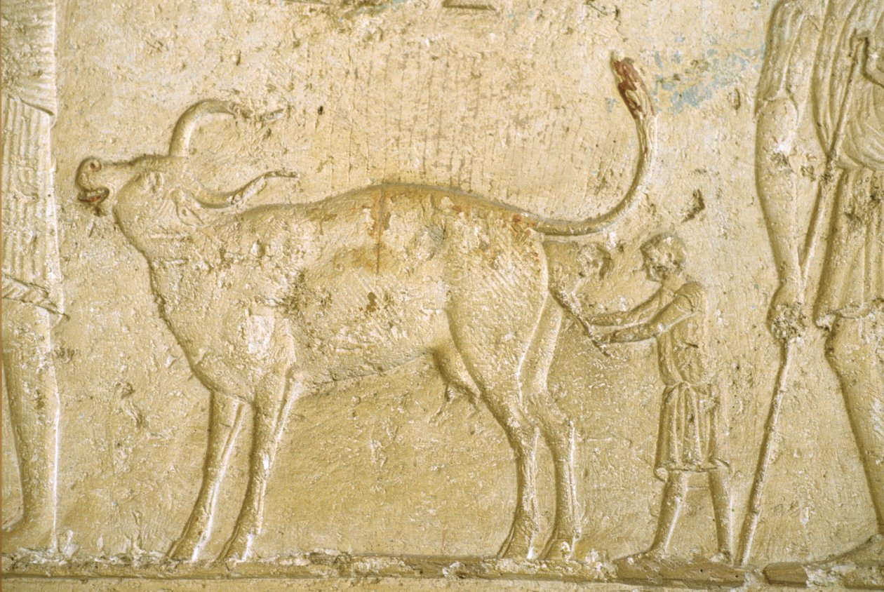 Antik Mısır, Duvar oyma/boyama, Petosiris Mezarı, Tuna Gabel, Tuna el Gebel, MÖ 300, Bir ineğin doğum yapmasına yardım etmek (fotoğraf) by School Egyptian