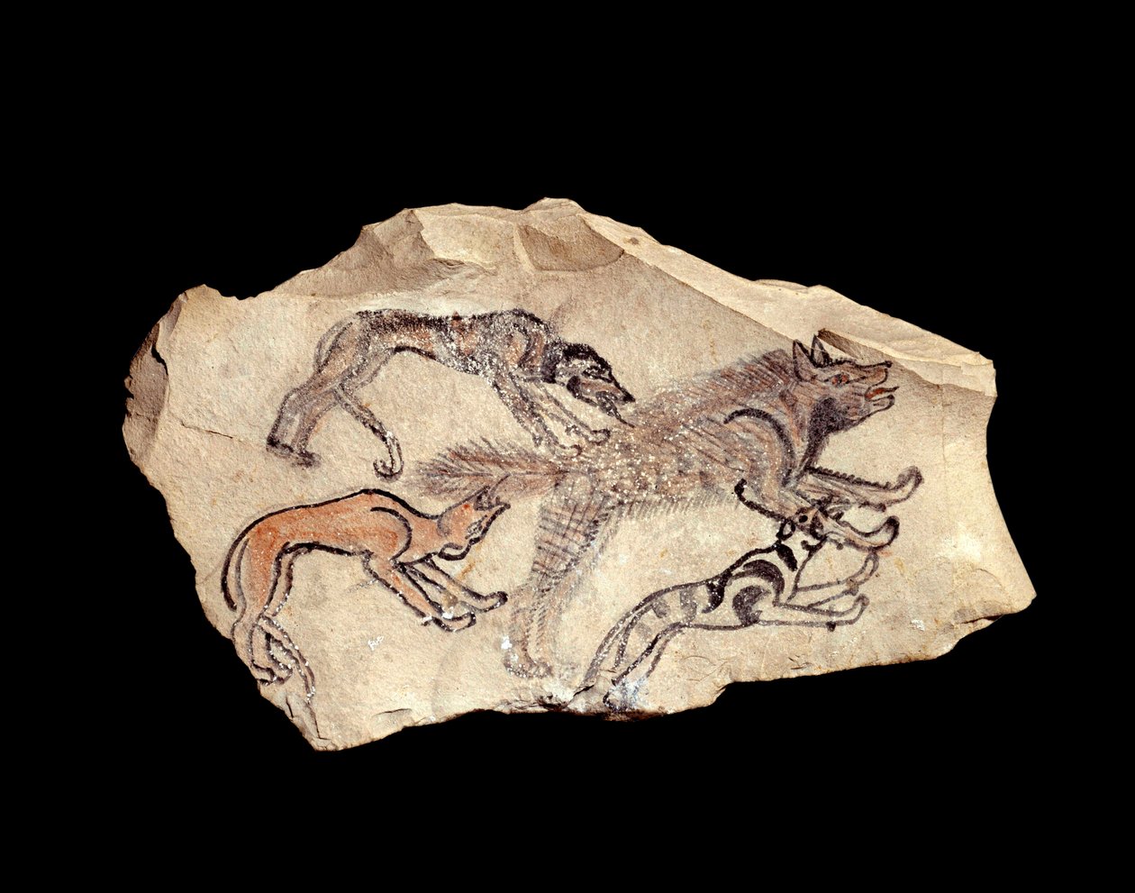 Mısır antik: ostrakon (veya ostracon) (çoğul: ostraca veya ostraka) (çömlek) bir sırtlan avlayan üç köpeği temsil eden kireçtaşı. 1300-1070 M.Ö. Güneş. 0,15x0,08 m Deir el Medine