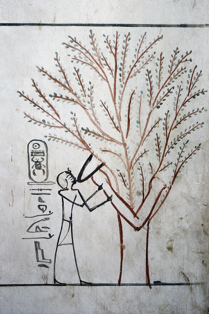 Luxor, Thebes: Krallar Vadisi. Thutmosis#39;in Mezarı (Tuthmosis veya Thutmes) III (-1504 - -1450), Mısır Firavunu. by School Egyptian