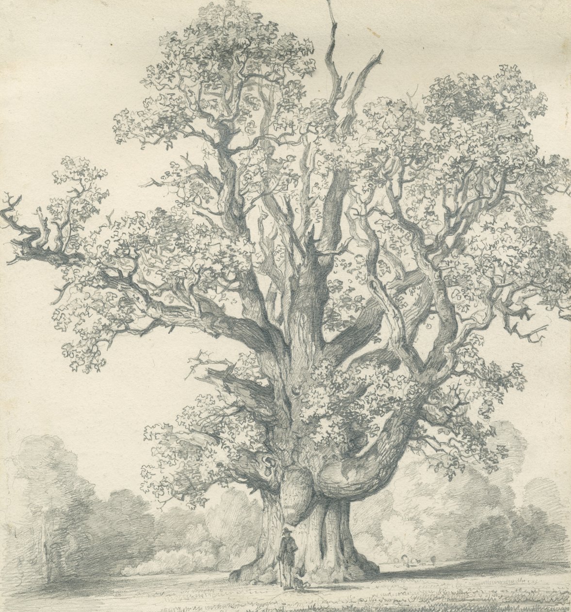 Needwood - Swipcar Oak: karakalem, nd [?19th Century] (çizim) by School English
