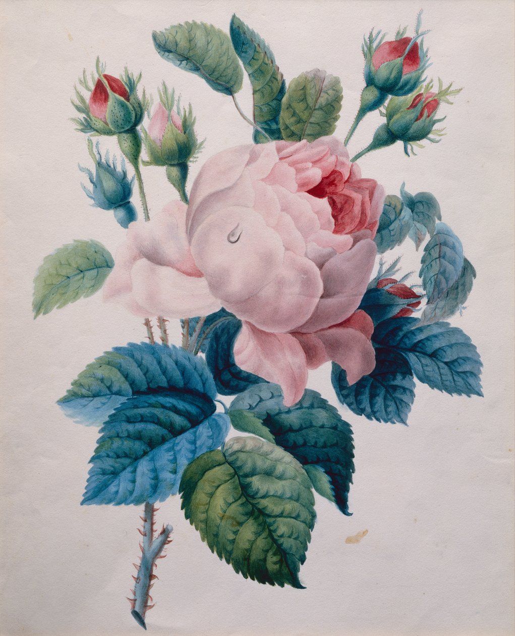 Bir Gül (kalem ve sulu boya) by School French