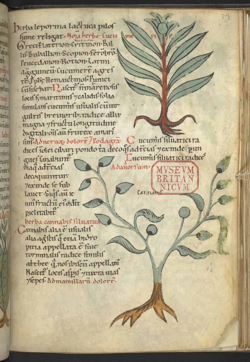 Harley 4986, f.39 Salatalık; Esrar, 