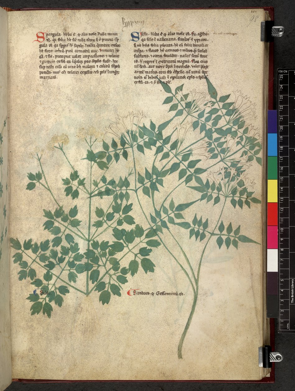 Egerton 747 Spargula ve Self, Otlar Üzerine Bir Çalışma (Bitkisel) c.1280-1310 (parşömen üzerine mürekkep ve renk) by School Italian