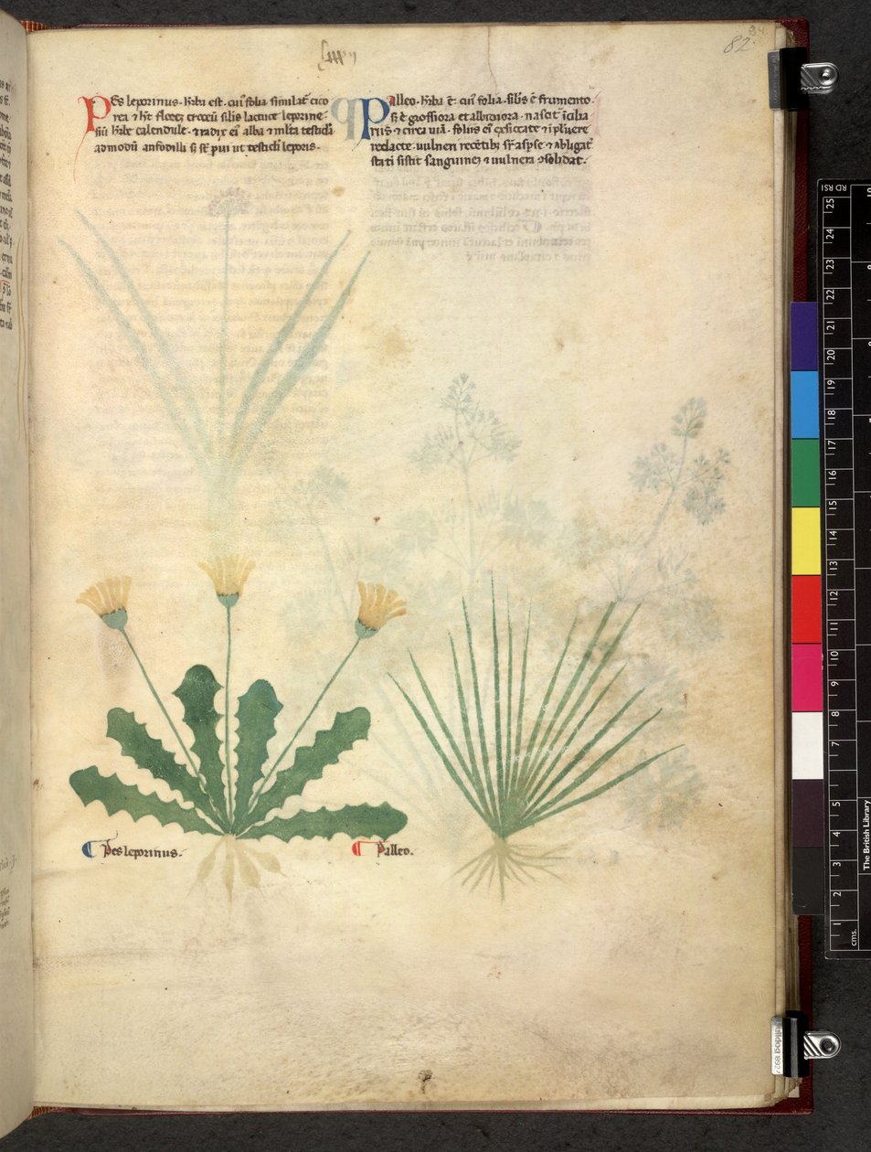 Egerton 747 Tractatus de otlar (Bitkisel) c.1280-1310 (parşömen üzerine mürekkep ve renk) by School Italian
