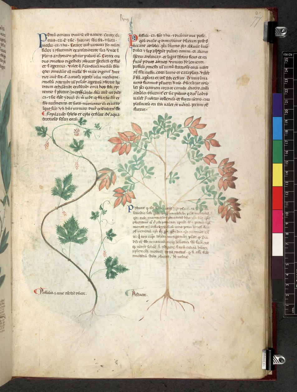 Egerton 747 Tractatus de otlar (Bitkisel) c.1280-1310 (parşömen üzerine mürekkep ve renk) by School Italian