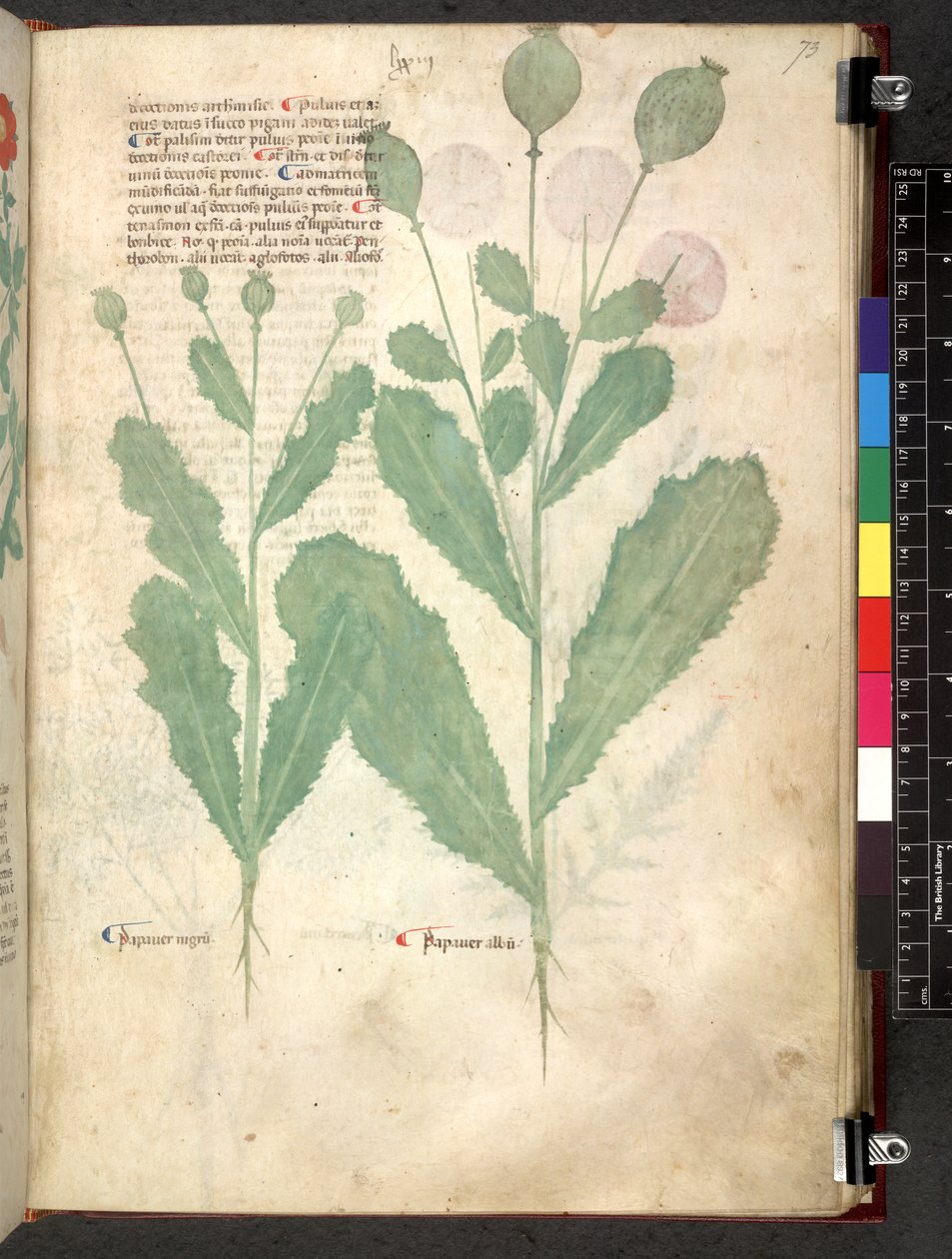 Egerton 747 Tractatus de otlar (Bitkisel) c.1280-1310 (parşömen üzerine mürekkep ve renk) by School Italian