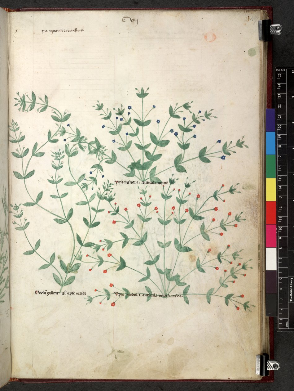Egerton 747 Tractatus de otlar (Bitkisel) c.1280-1310 (parşömen üzerine mürekkep ve renk) by School Italian