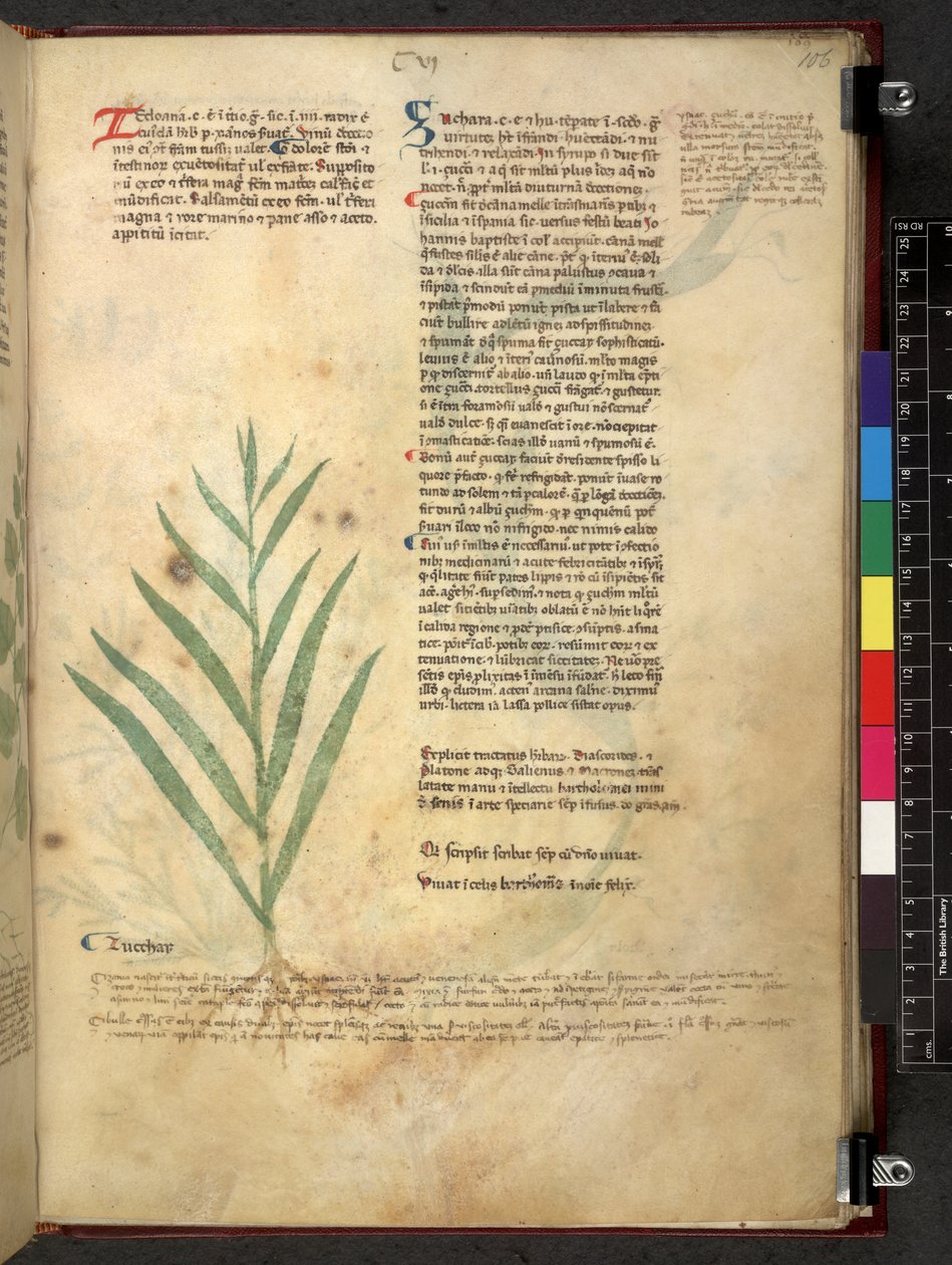 Egerton 747 Tractatus de otlar (Bitkisel) c.1280-1310 (parşömen üzerine mürekkep ve renk) by School Italian