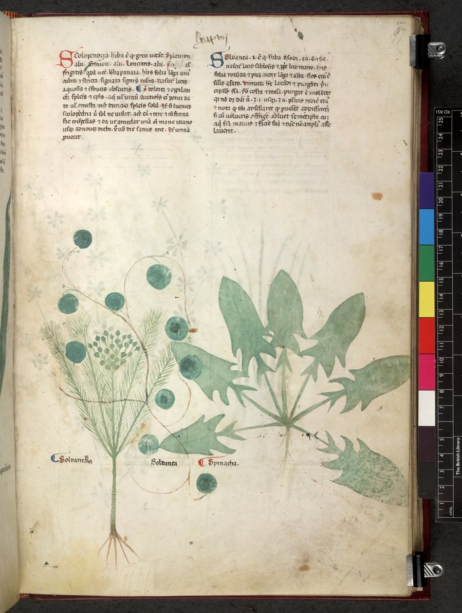Egerton 747 Tractatus de otlar (Bitkisel) c.1280-1310 (parşömen üzerine mürekkep ve renk) by School Italian